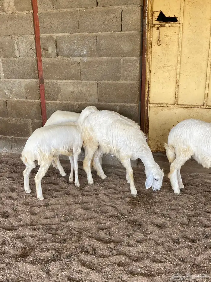 أعياد للبيع رخال 1