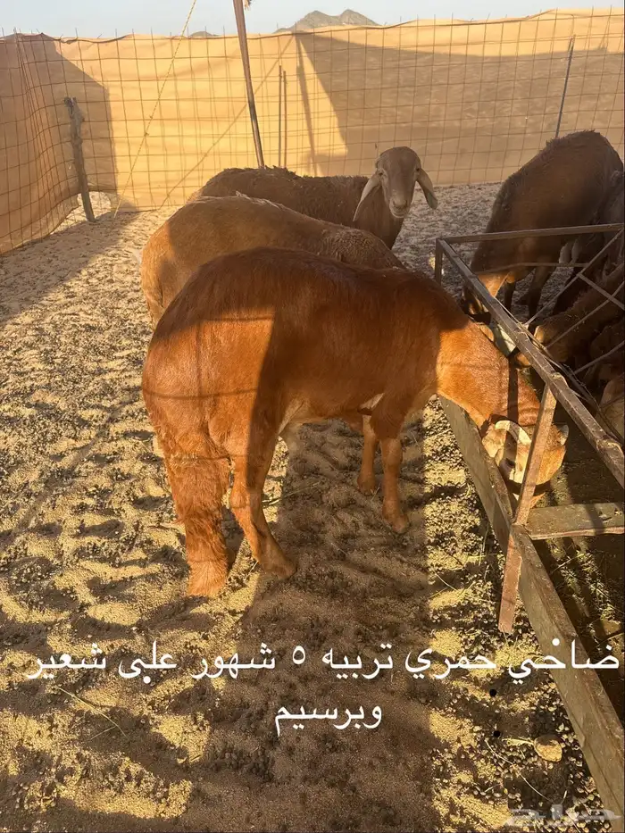 اضاحي سواكني وحري تربية الموقع مكه ولي العهد1 0