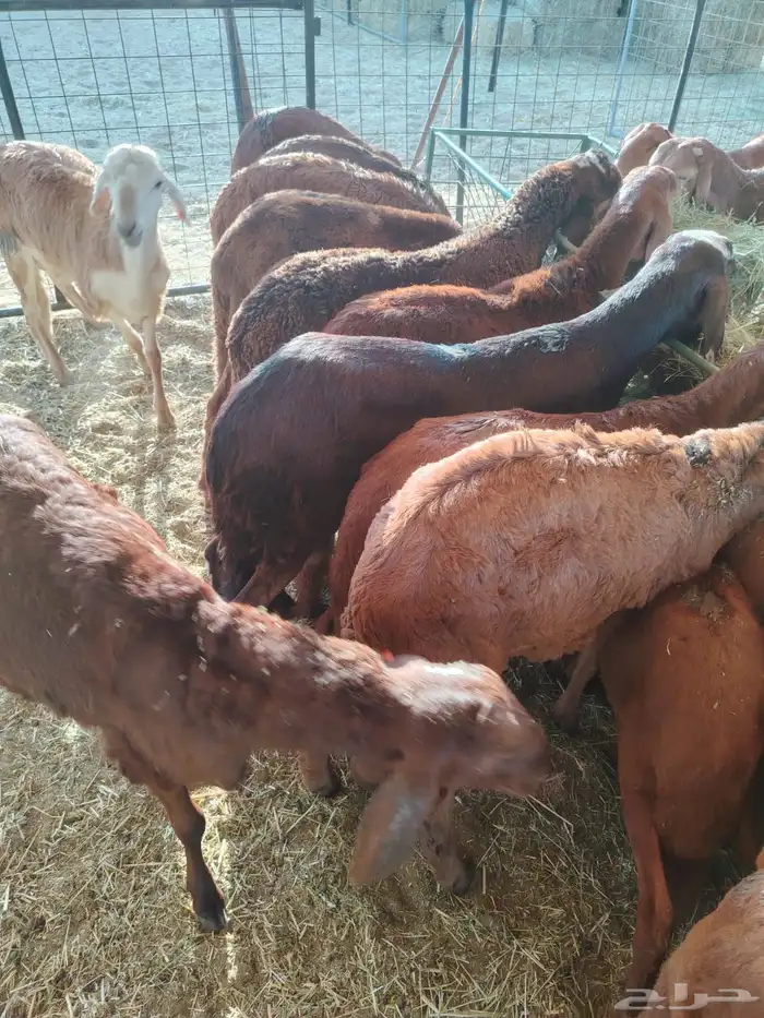 سواكن جمله تربيه 4 شهور مناسبه جدا للزواجات 0