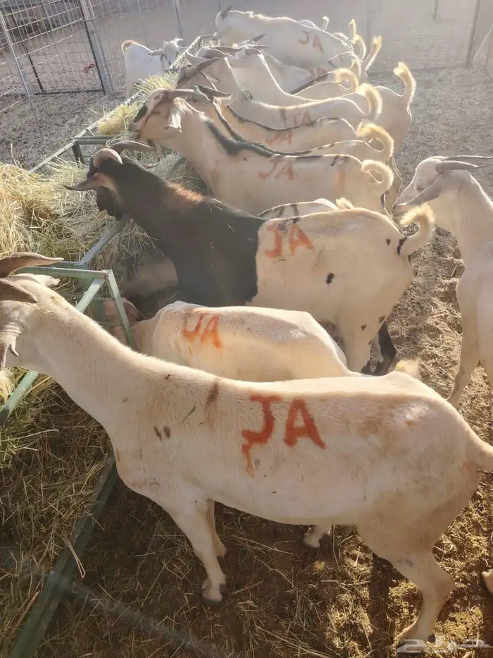 ذبايح بربري تيوس سواكن 4
