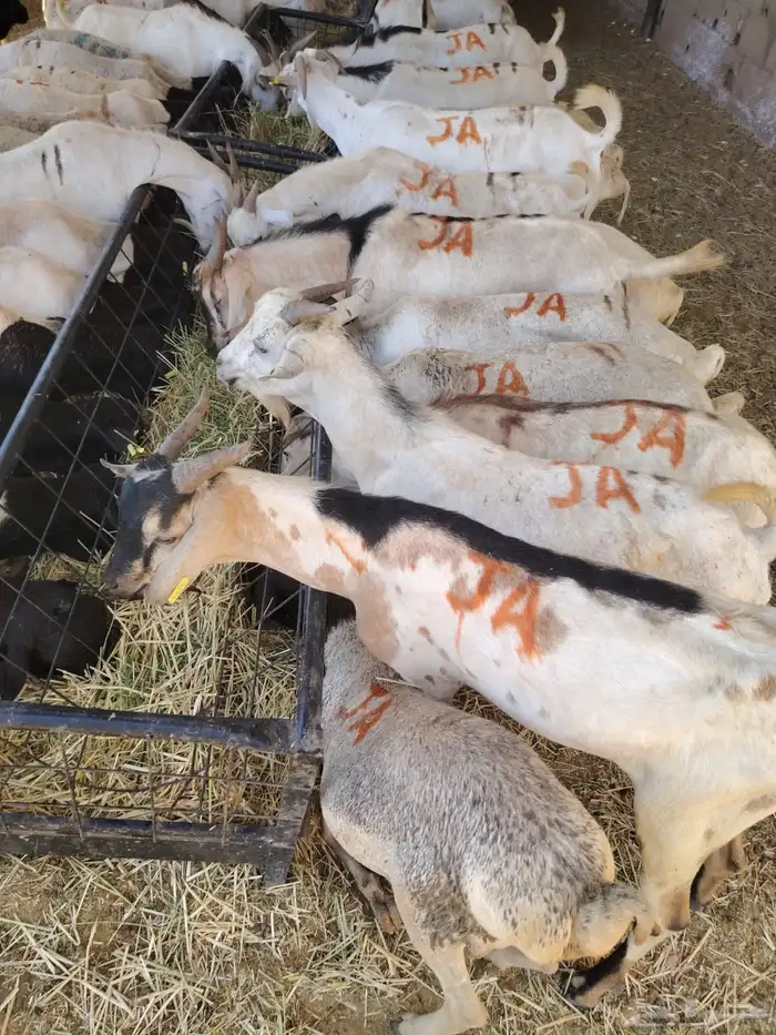 ذبايح ب 500 ريال 3