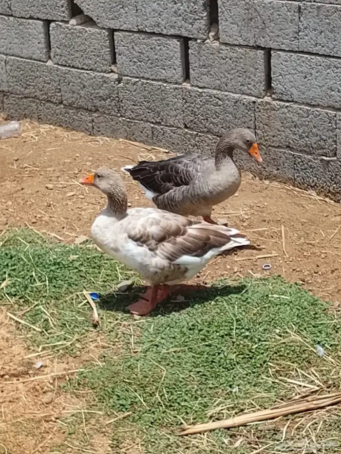 وز بلدي 2