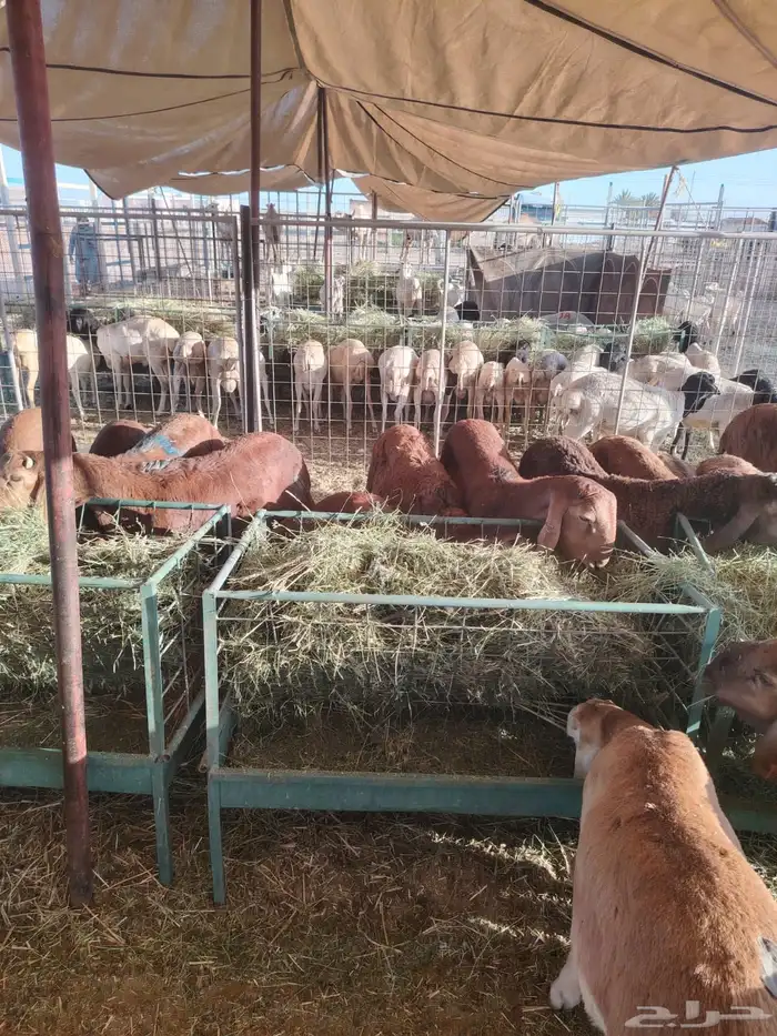 سواكن جمله تربيه 4 شهور مناسبه جدا للزواجات 1