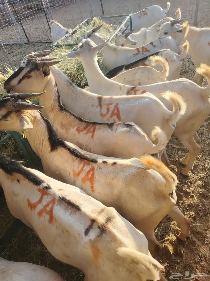 ذبايح بربري تيوس سواكن 3