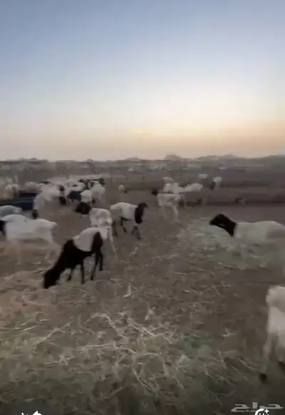 اضاحي غنم بربري أوزان عاليه 4