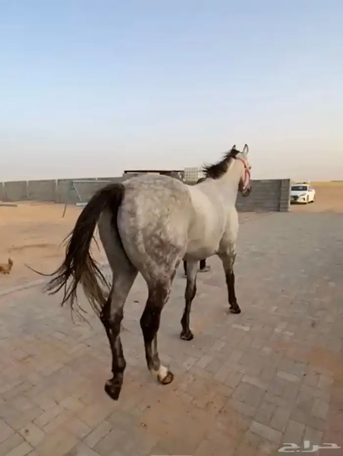 حصان جميل للبيع 4