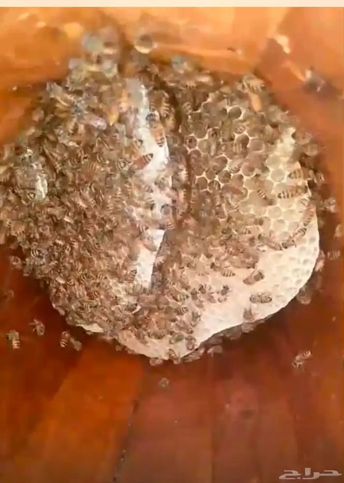 نحل للبيع للتواصل   واتس فقط 5
