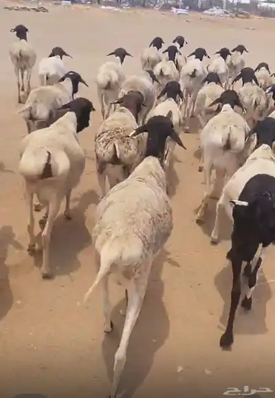 اضاحي غنم بربري أوزان عاليه 2