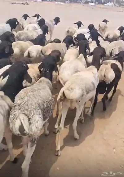 اضاحي غنم بربري أوزان عاليه 0