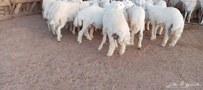 ضحايا حريه وسواكن 2