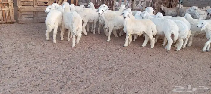ضحايا حريه وسواكن 1