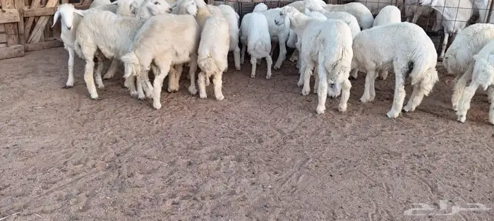 ضحايا حريه وسواكن 0