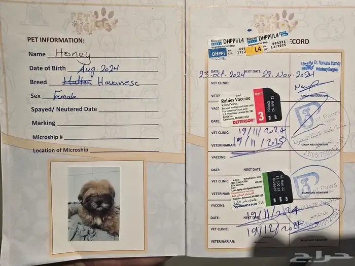 كلبهHavanas(Pure Breed) 2
