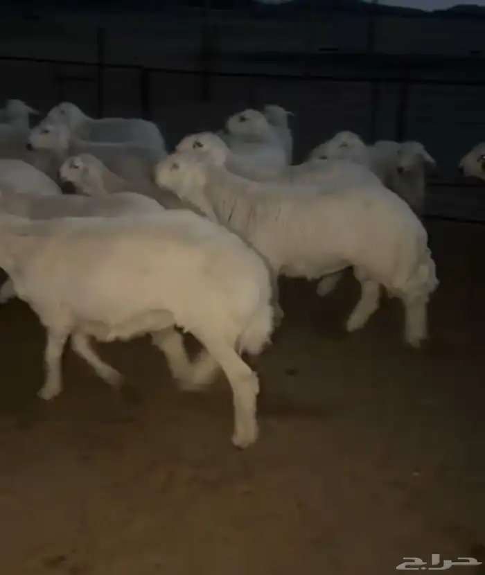 طليان اضحي 3