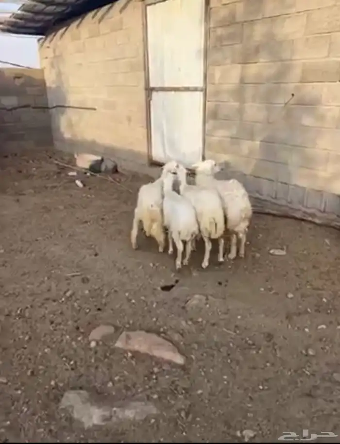 أعياد للبيع رخال 3