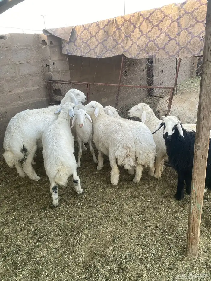 طليان فاخره وطيبه بالحيل بريه((( تم البيع)) 0