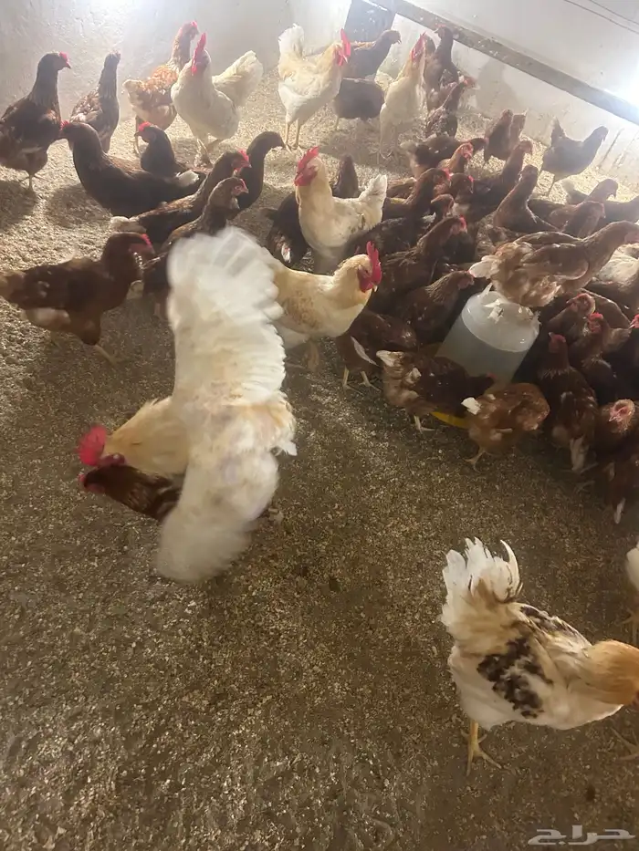 للبيع دجاج لوهمان ألماني جيل أول 2