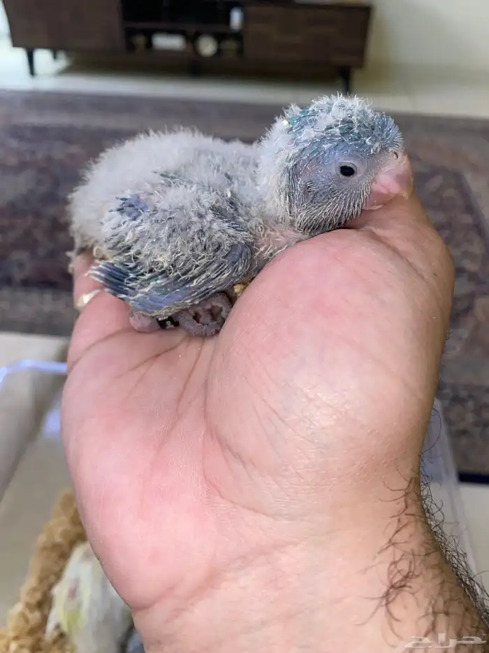 فروخ ببغاء كويكر غر ( تم البيع ) 5