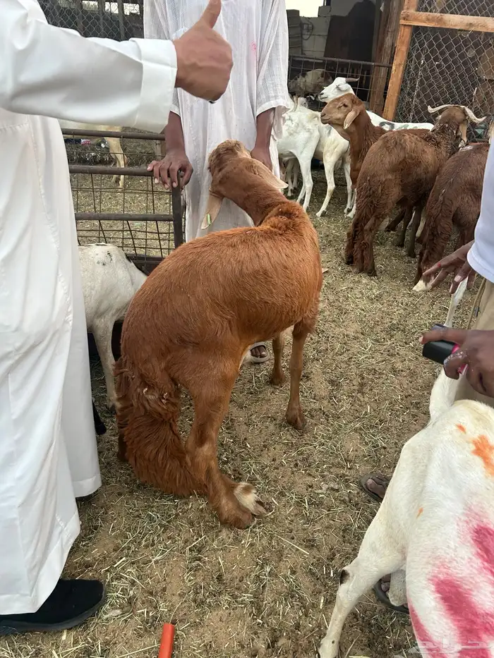 ضحايا نعيم وسواكني 1