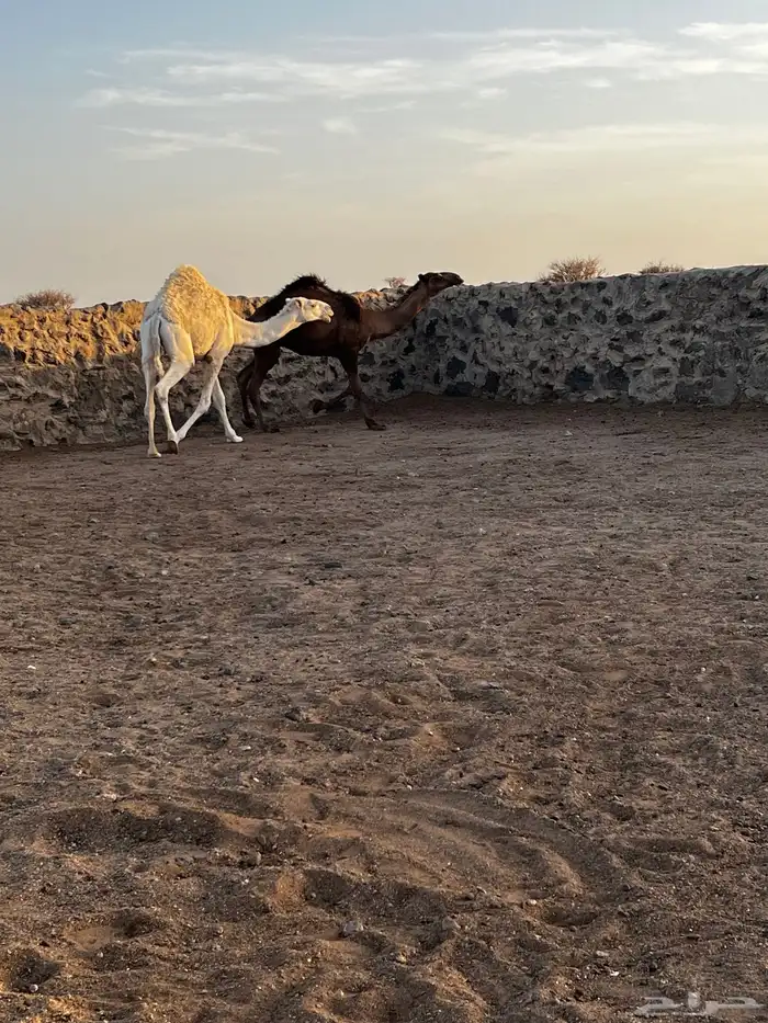 قعود ولد عبدان فحل مناسبه طيبه عليه سوم 20الف للتواصل واتس 4