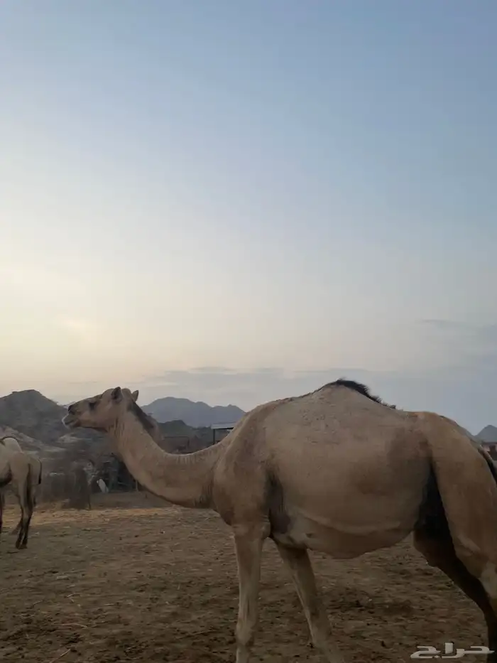 ناقة عادية 1