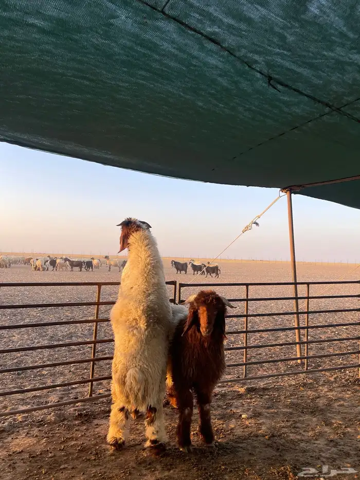 ضحايا بريه طيبه 5