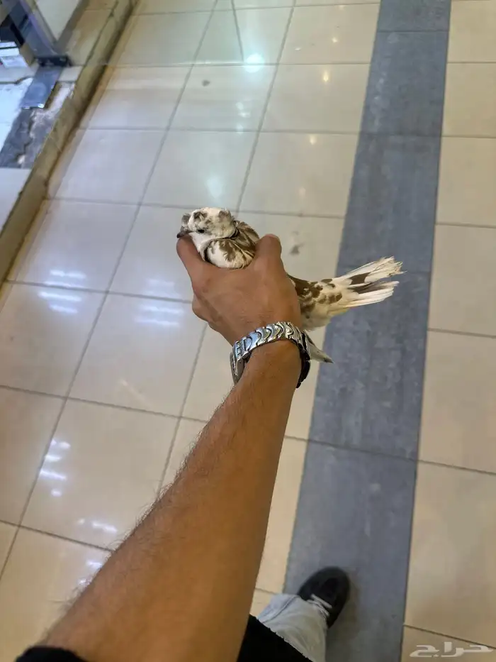 يمامه 1