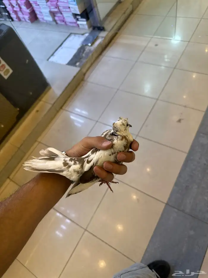 يمامه 0