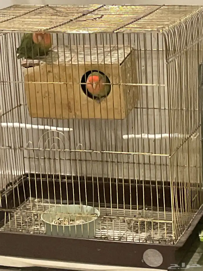 طيور زوج للبيع 0