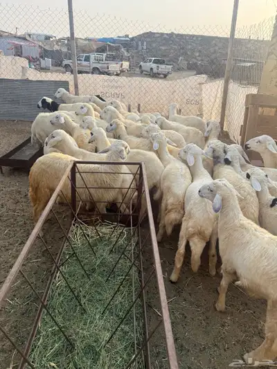ذبايح حري بأسعار مميزه يوجد توصيل 2
