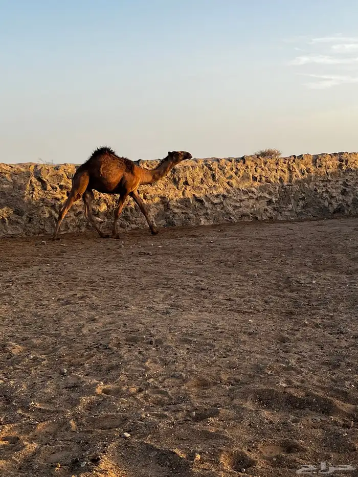 قعود ولد عبدان فحل مناسبه طيبه عليه سوم 20الف للتواصل واتس 3