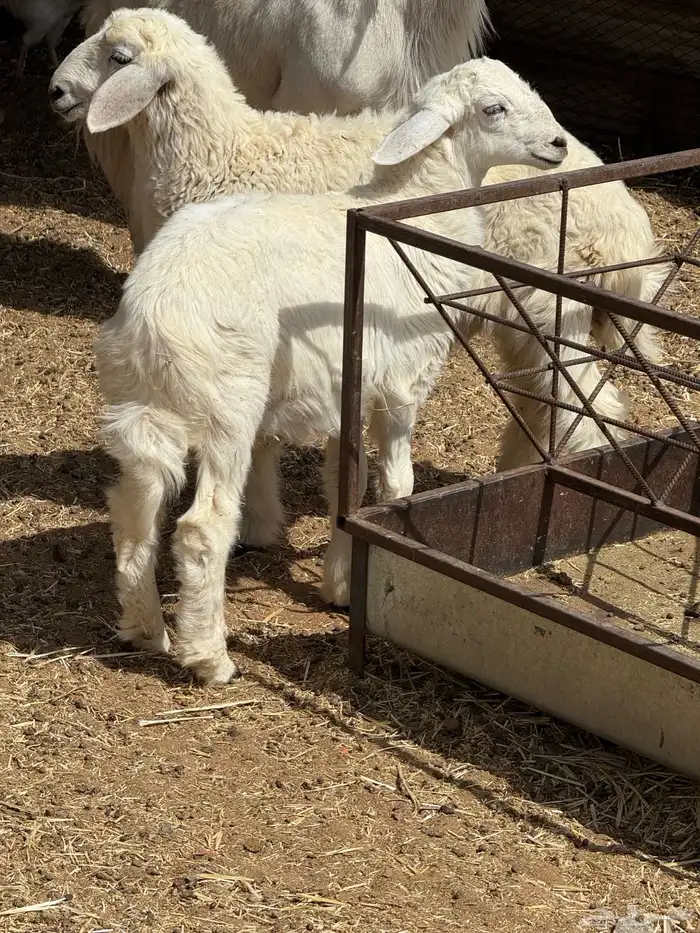 بهم 5 شهور للبيع 3