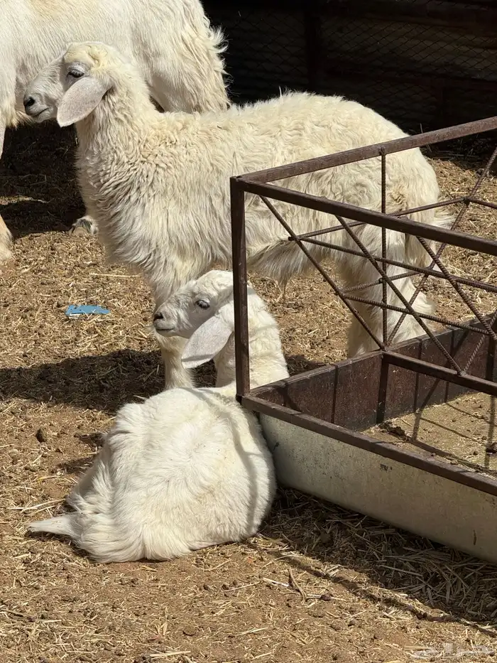بهم 5 شهور للبيع 4