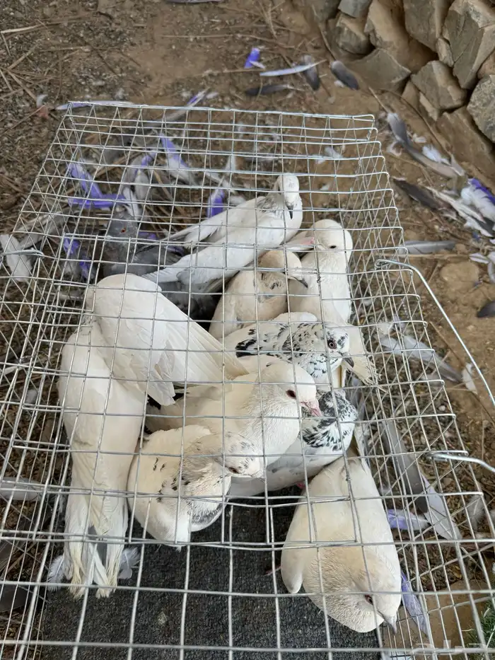 حمام للبيع حمام مخلط في بكستاني وبلدي وتركي وأحجام طيبه 1