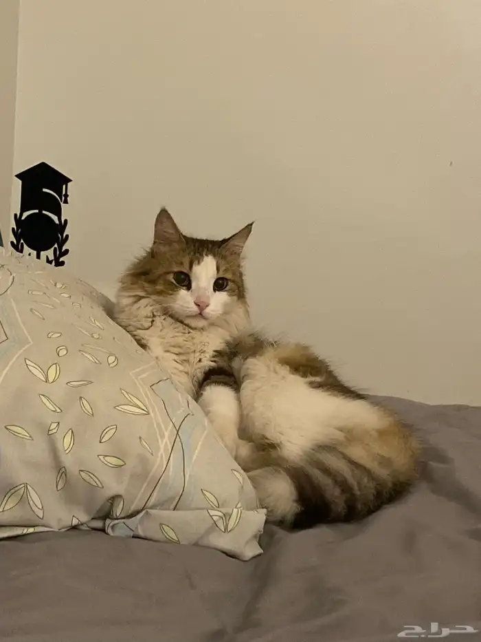 بسه بيت بشارع 0