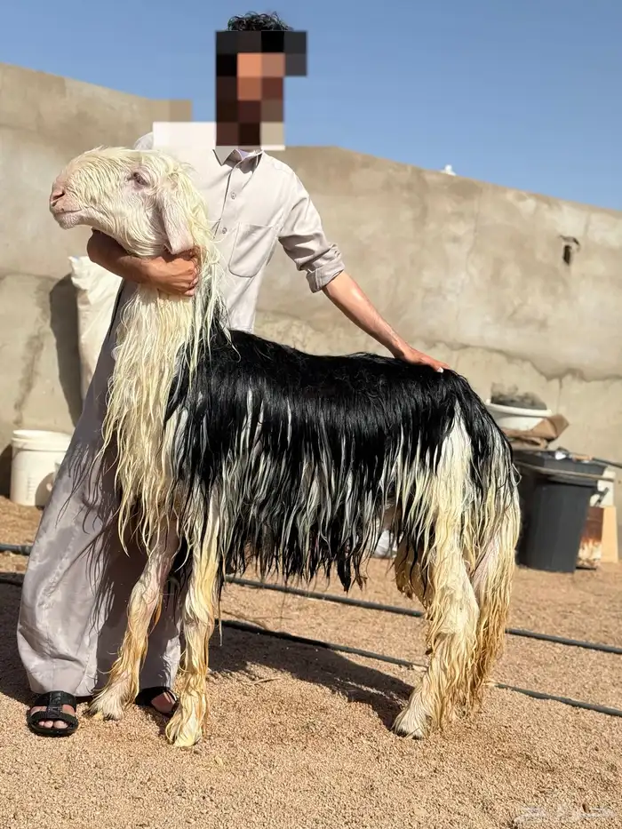 فحل 0
