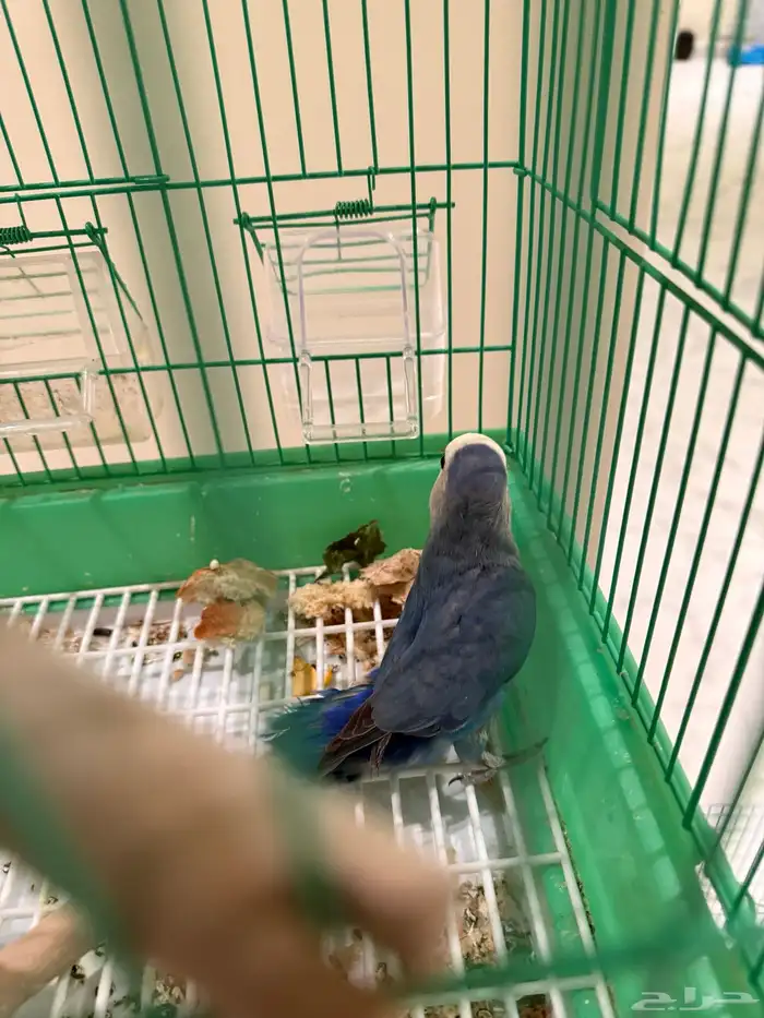 طير روز غير اليف للانتاج ورجله معاقة من الولادة 0