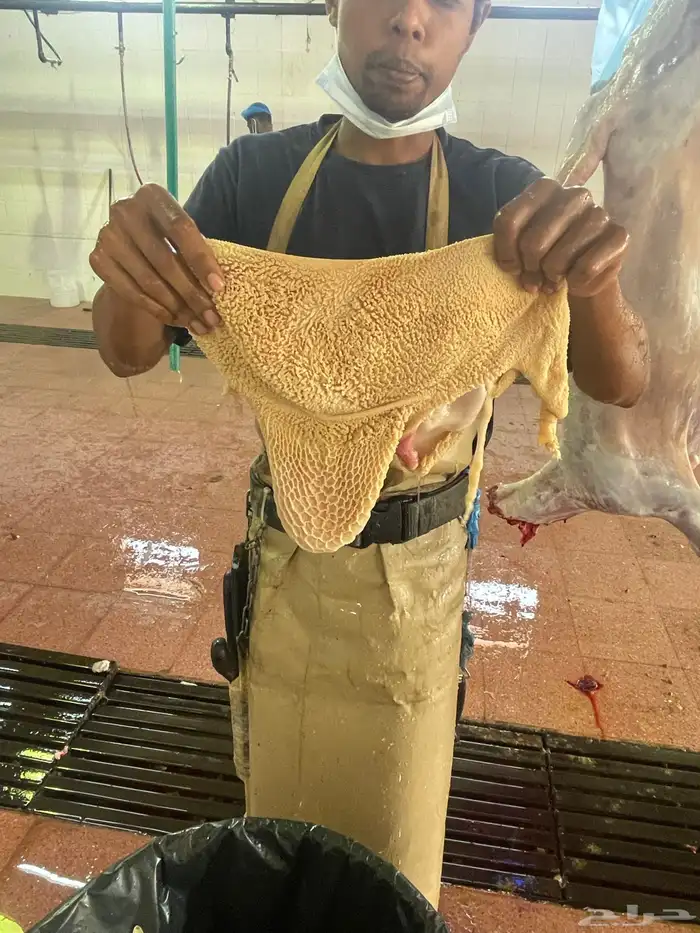 حري نضيفه وعلى الشرط 5