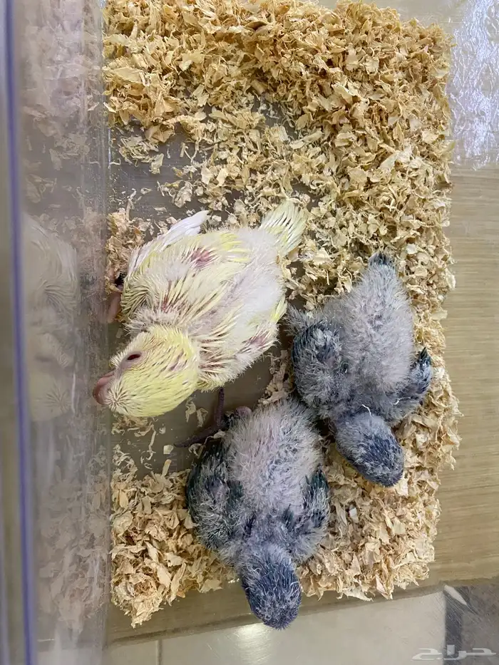 فروخ ببغاء كويكر غر ( تم البيع ) 7