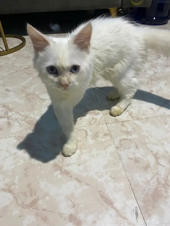 قط ذكر هملايا 3