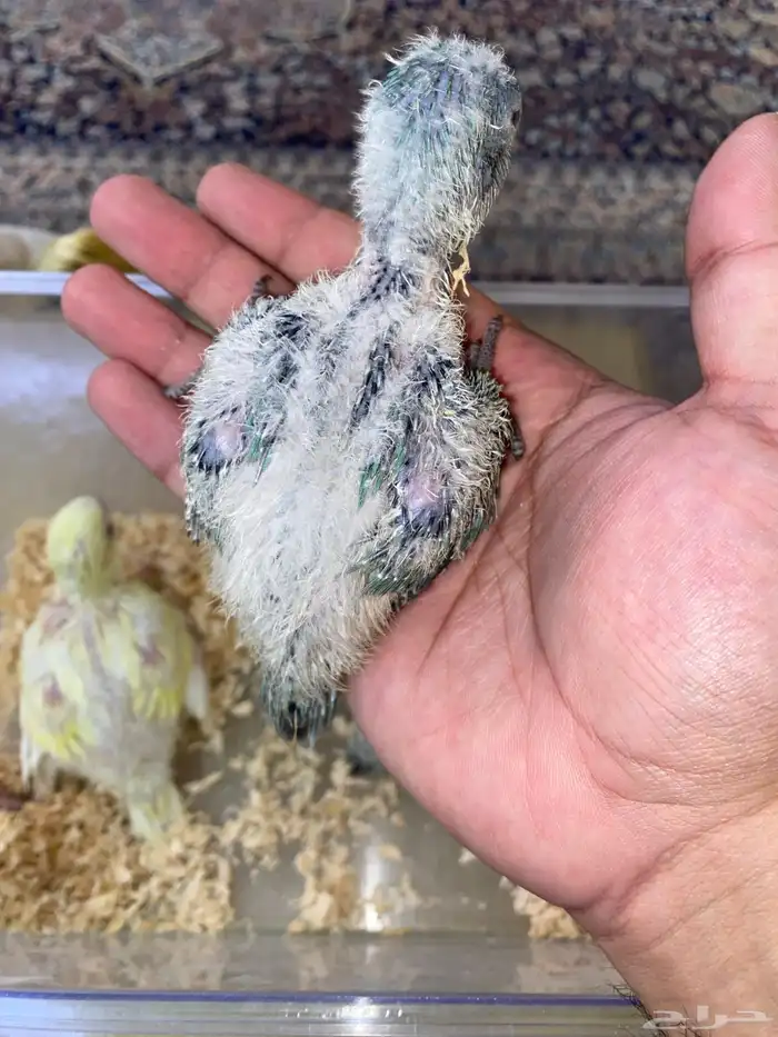 فروخ ببغاء كويكر غر ( تم البيع ) 3