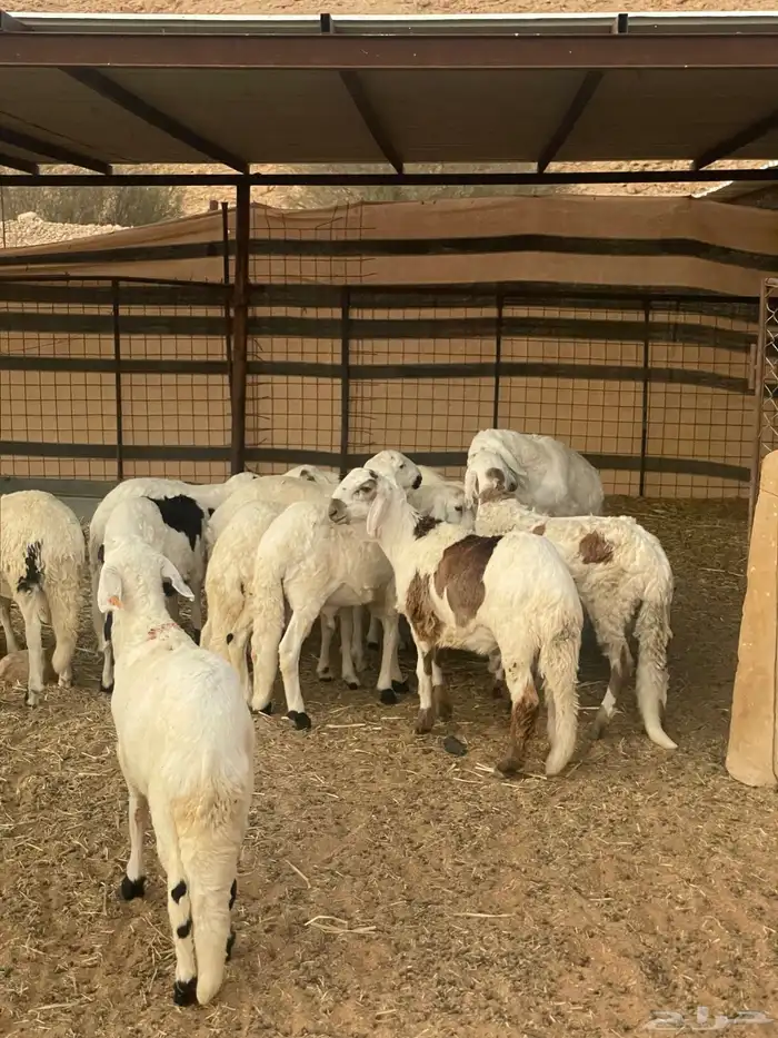 سواكن بيض مرابي اضاحي سعر 1200 0