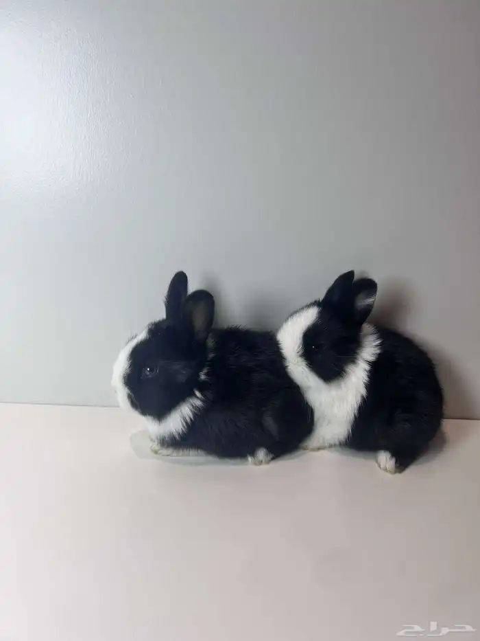 ارانب قزم ( هتون -نذر لاند -هندلوب ) 3