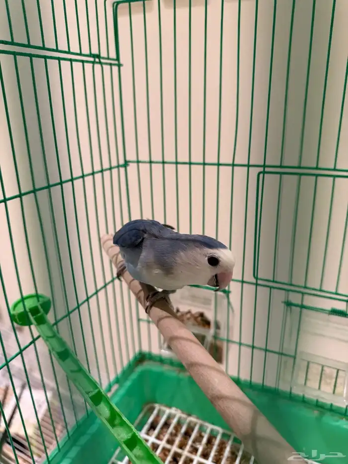 طير روز غير اليف للانتاج ورجله معاقة من الولادة 2