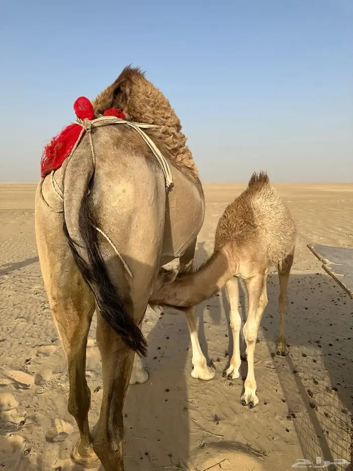 عمانيه خلفه منيح تم البيع خارج الموقع 0