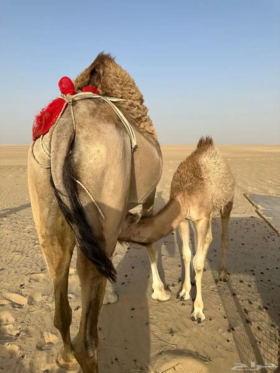 عمانيه خلفه منيح تم البيع خارج الموقع 0