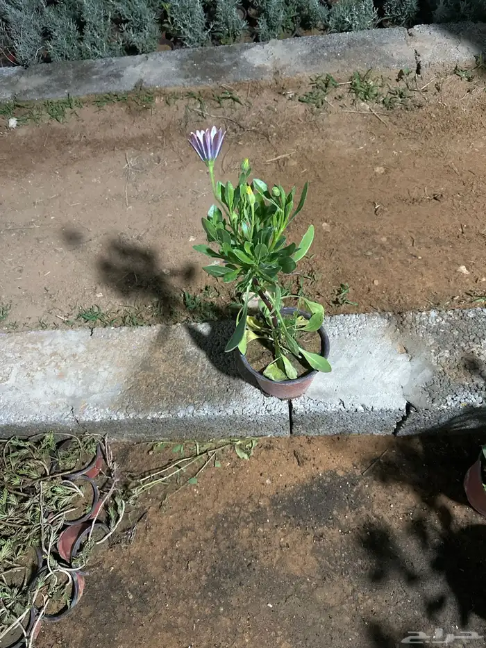 تنسيق حدائق زراعة شتلات شتلات زينه أشجار زينة .أشجار ظل 24