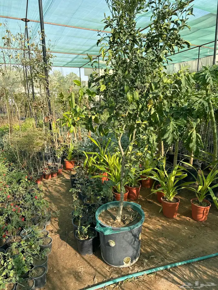 تنسيق حدائق زراعة شتلات شتلات زينه أشجار زينة .أشجار ظل 40