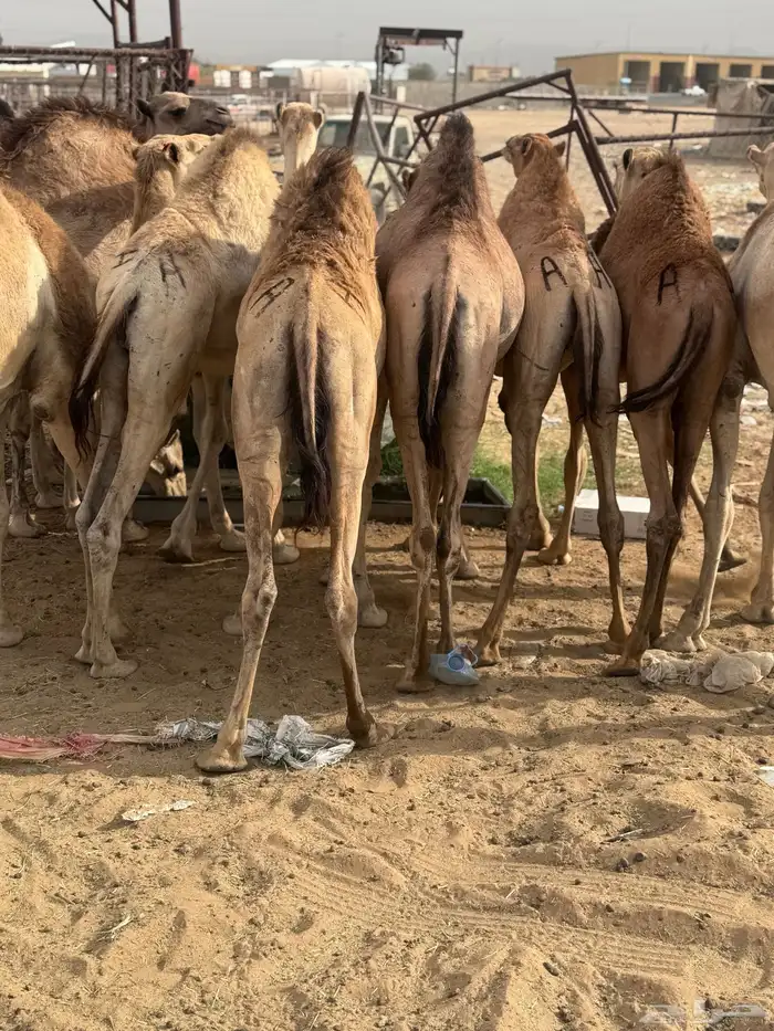 قعدان كفو مبادي وزواجات شي كفو 1