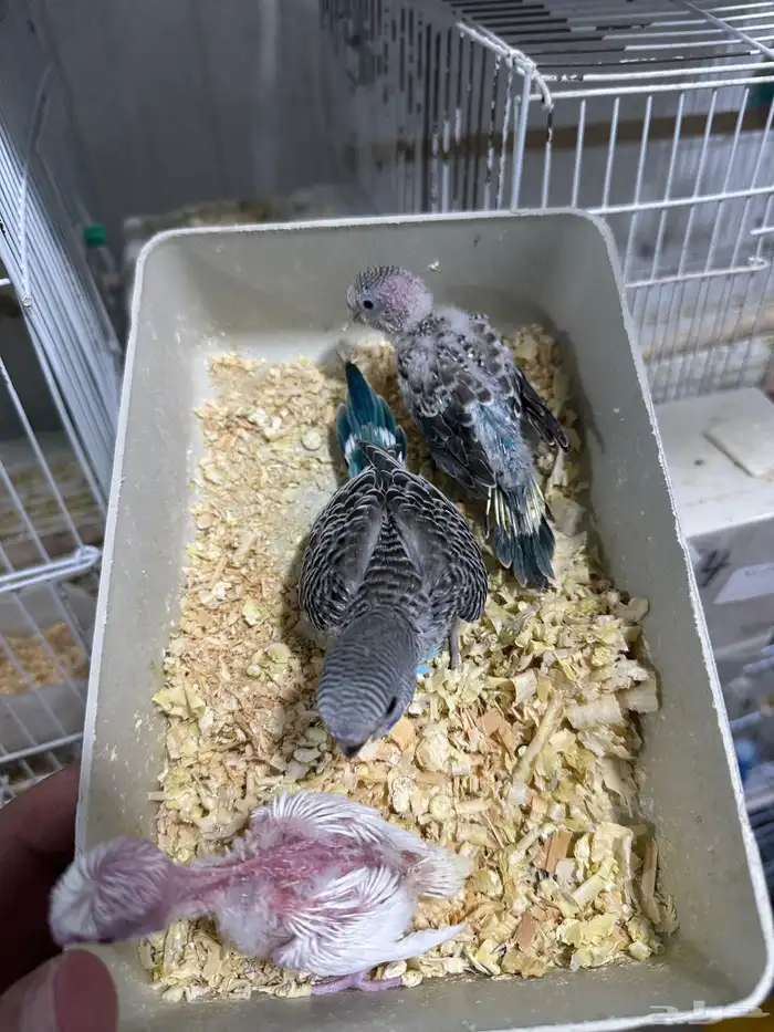 فروخ بادجى غر 2